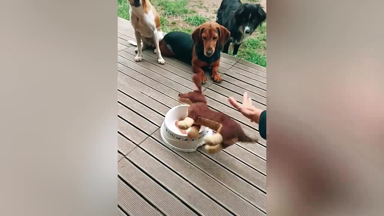 Cat Reaction to Cutting Cake - Funny Dog Cake Reaction Compilati..