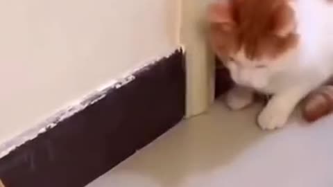 Cute Cat Dog - Funny Animals