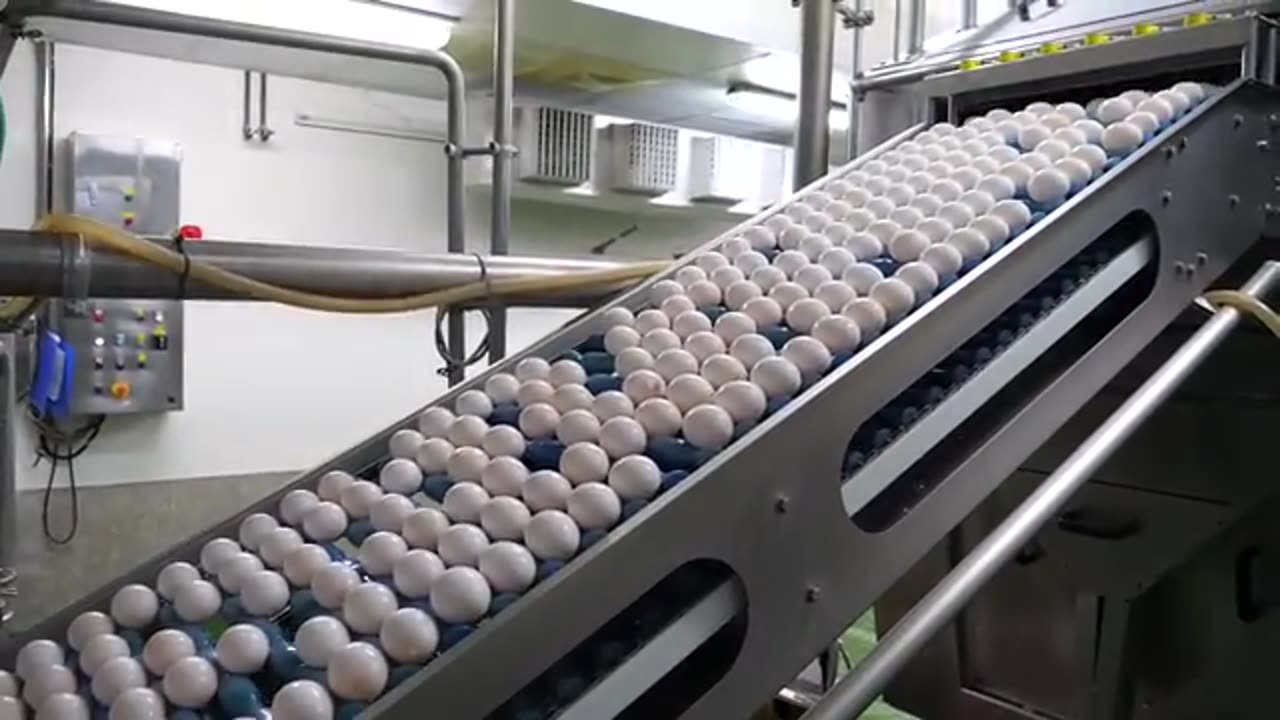 Liquid eggs production.