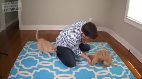 3 Easy things to teach your new puppy