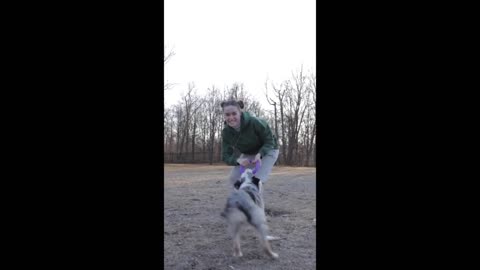 Funny and cute dogs, in love with dogs and cats and animals.