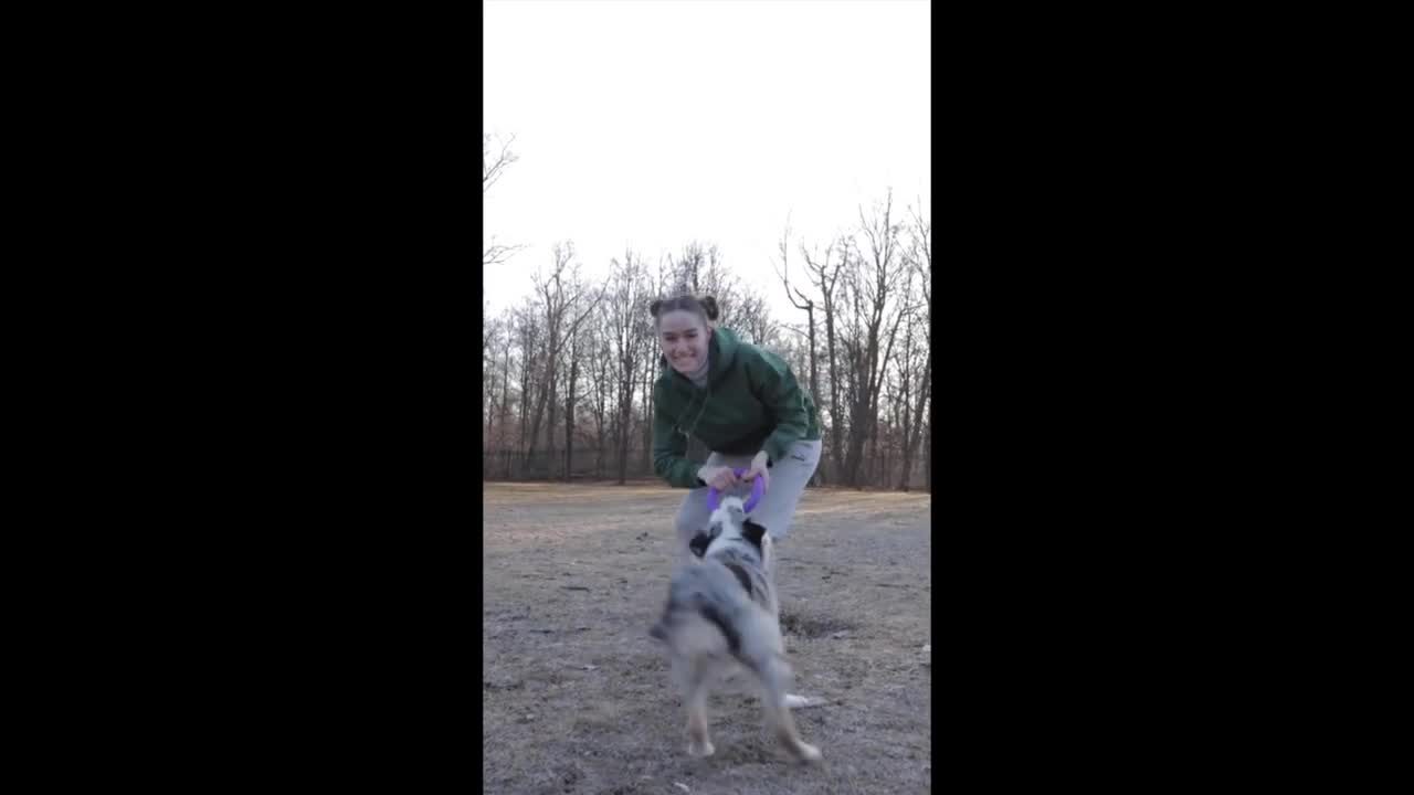 Funny and cute dogs, in love with dogs and cats and animals.