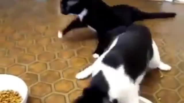 Cat drinks beer. See what happens*funny😆