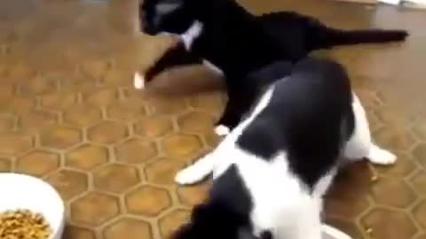 Cat drinks beer. See what happens*funny😆