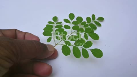 Moringa Tree