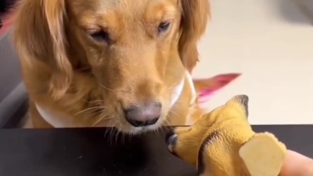 Cute dog prank videos funny animals prank videos 😀😜
