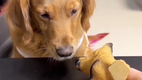 Cute dog prank videos funny animals prank videos 😀😜