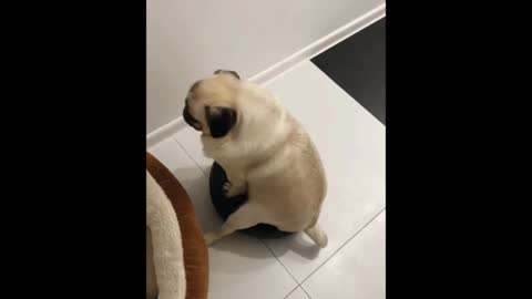 Pug goes for ride on robot vacuum clean