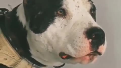 Ikonk Pitbull Aggressive dog breed Pitbull Please subscribe to our channel