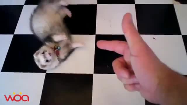 Smart dog animals Play Dead