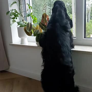 PAWfect sound doesn't exi...💃 #cockerspaniel #dog #dance #lambada