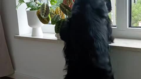 PAWfect sound doesn't exi...💃 #cockerspaniel #dog #dance #lambada