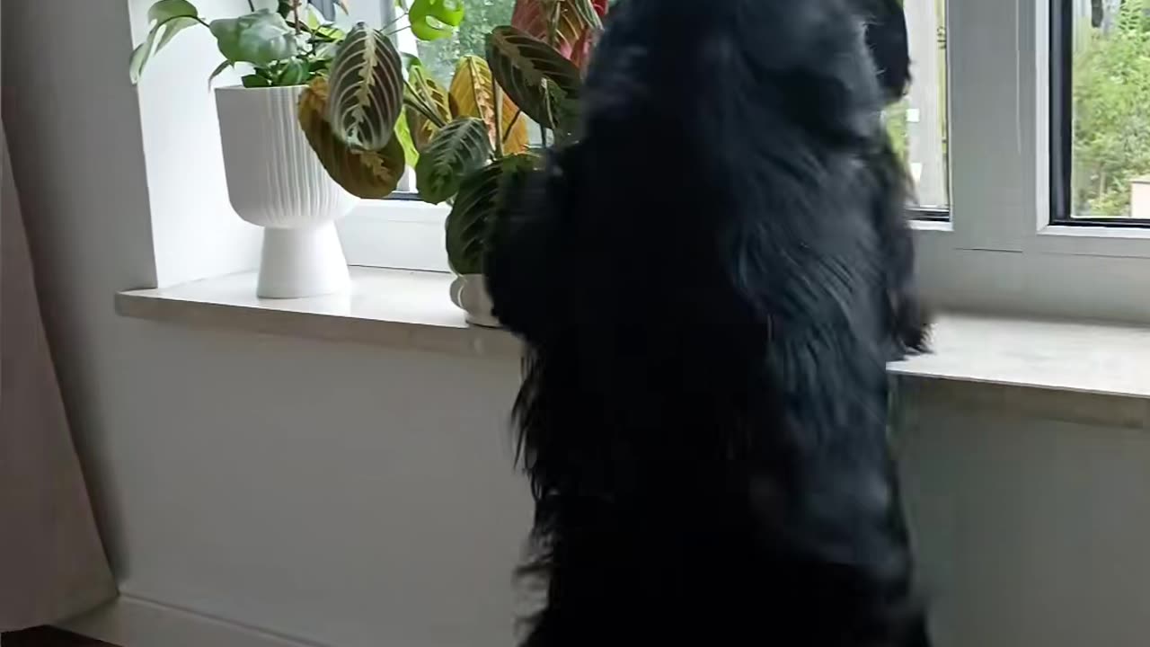 PAWfect sound doesn't exi...💃 #cockerspaniel #dog #dance #lambada