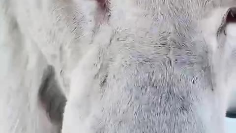 How can you sleep at night with such a beast