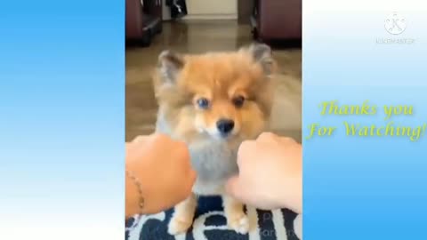 Funny cat moments | pets video | animals