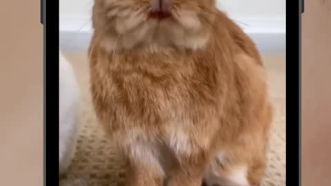 Cute Rabbit