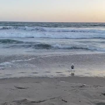 Soul Sista Tangee # 5