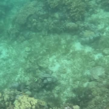 Snorkeling Adventures Philippines. The reef is growing fast, so many nice corals and fish now