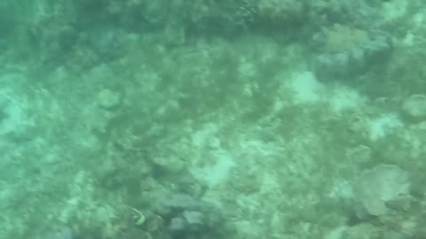Snorkeling Adventures Philippines. The reef is growing fast, so many nice corals and fish now