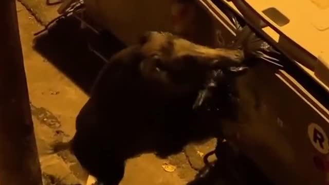 wild boar family attacking garbage in the street