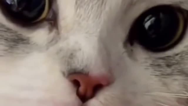 Such a lovely cat, I like cats very much, let me show you the gentle little cat