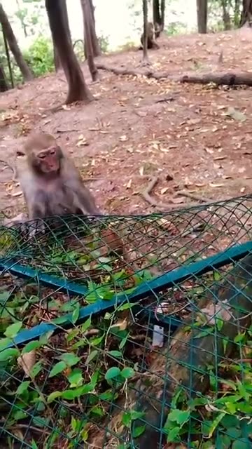 baby monkey trapped, mother trying to help