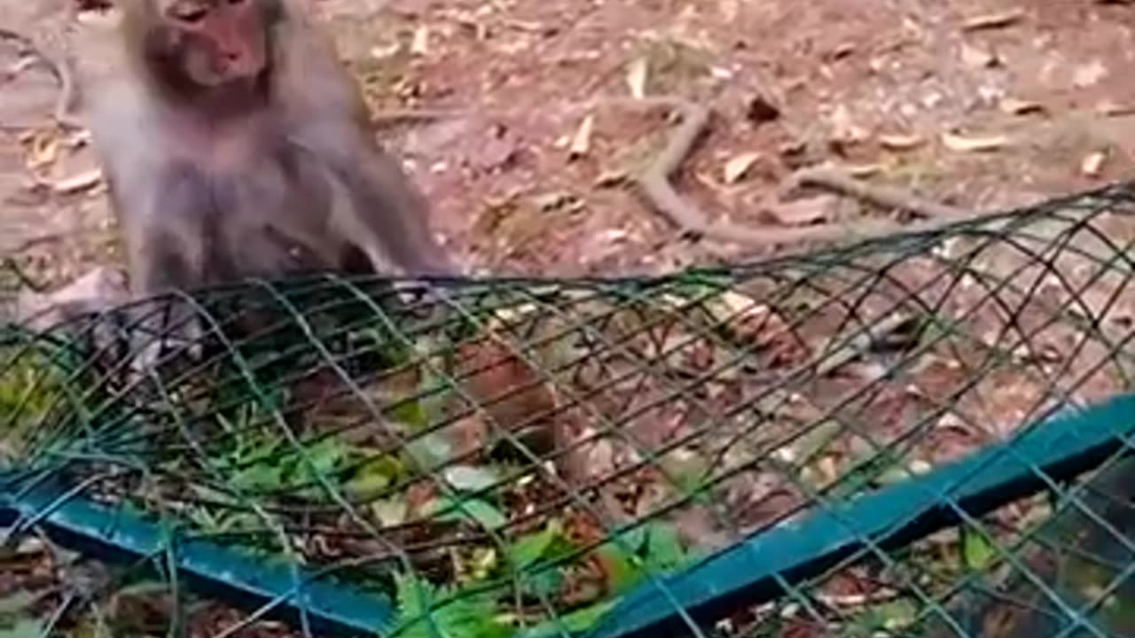 baby monkey trapped, mother trying to help
