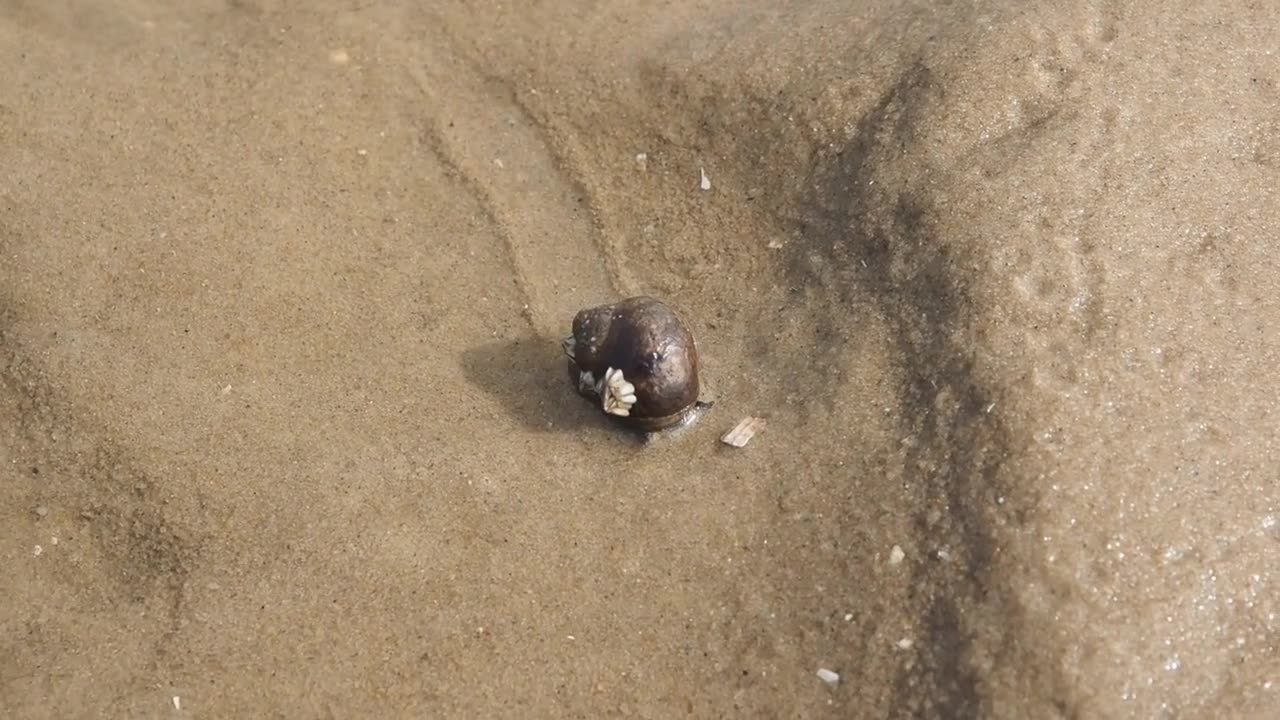 Amazing bird and animal