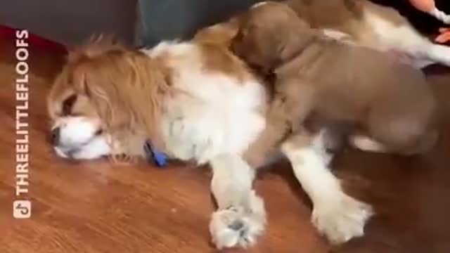 INSANE] PROOF That Dogs Are The Most Dramatic Animals