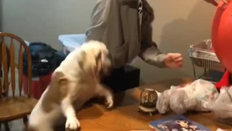 Bulldog Goes Crazy over Red Ball