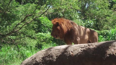Lion and Wildlife Animals