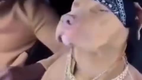 DJ cat Dancing 2024