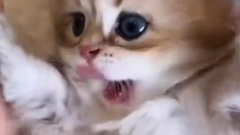 Mom Cat playing and talking to her Cute Meowing baby Kittens