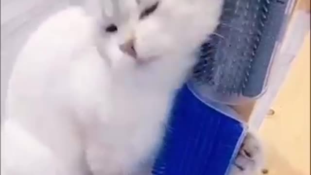 funny cats