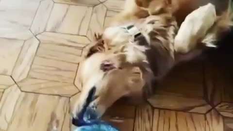 dog with laziness
