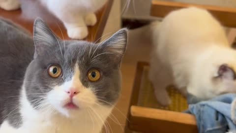 Warning: Too much cuteness in one place! 😹❤️