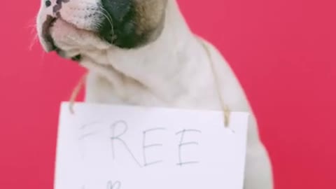 Cute puppy with "free kisse" sign
