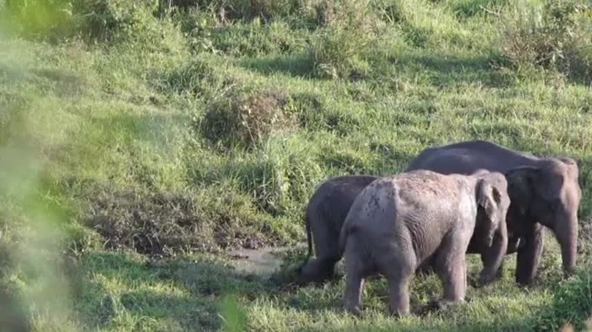 elephants and their flock