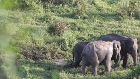 elephants and their flock