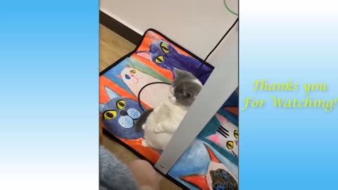 Funniest Animals - Best Funny Animal Videos