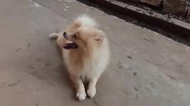 funny dog