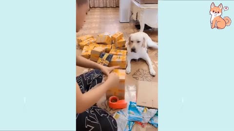 Cute dogs videos funny and smart