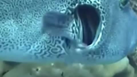 Cleaner Fish: The Doctor of the Ocean World