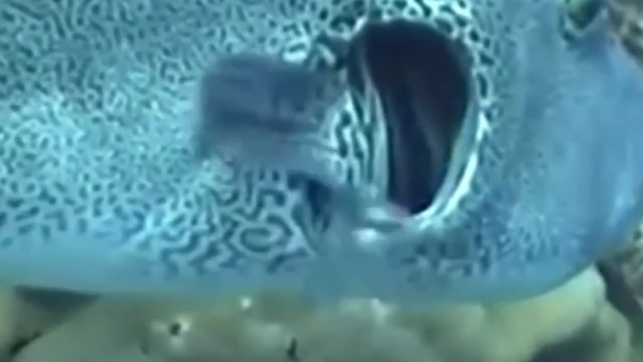 Cleaner Fish: The Doctor of the Ocean World