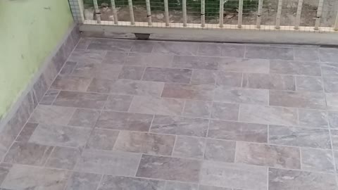 Dog Goes Crazy for Garbage Truck