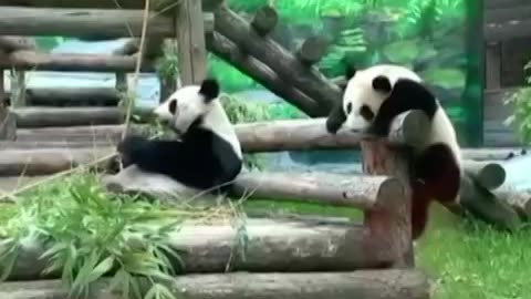 Little Panda Bear the explorer