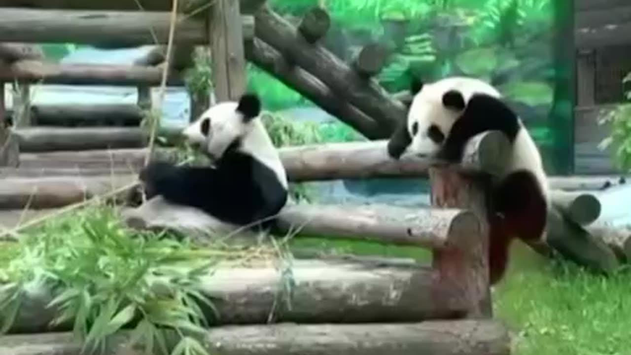 Little Panda Bear the explorer
