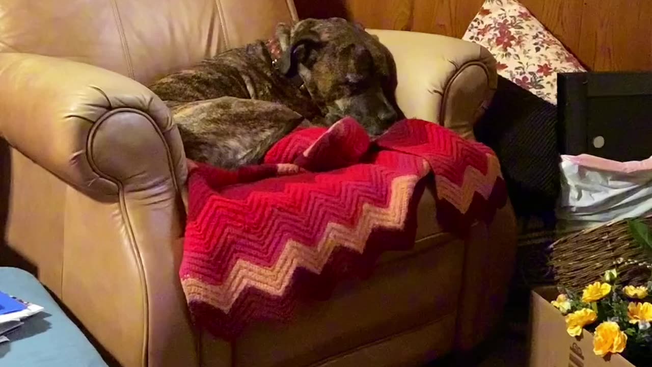 Sitting bagel