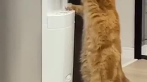 Clever cat 😂😂
