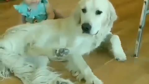 Best Funny Animal Videos 2022 😺 Funny Dog Videos 2022 😁 Funniest Dog Videos 😁😇